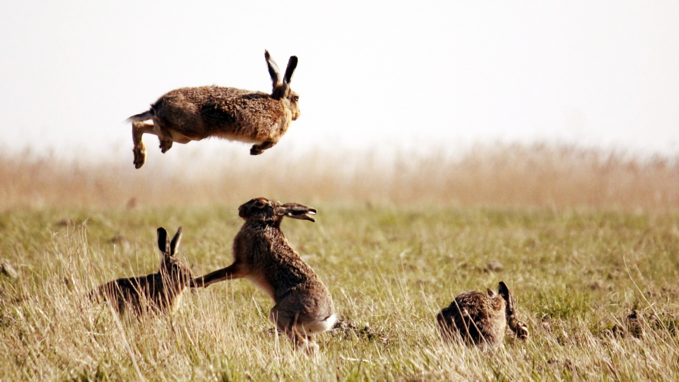 Зайцы резвятся в поле