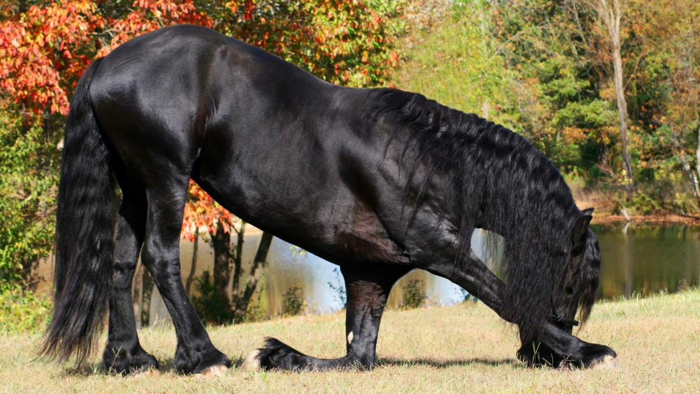Beautiful black hors