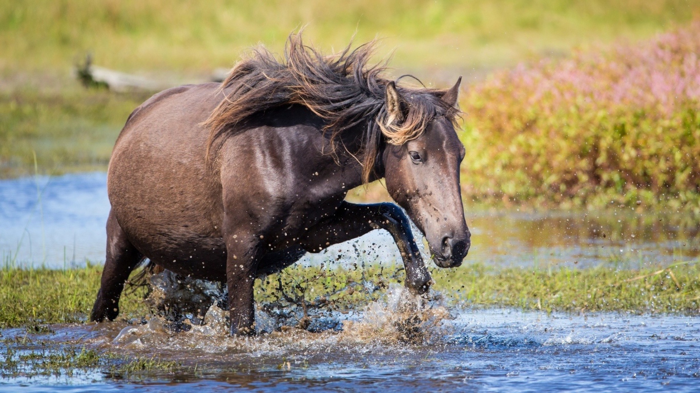 Конь пробирается через ручей
