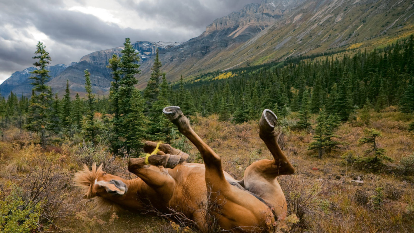 Лошадь валяется в траве