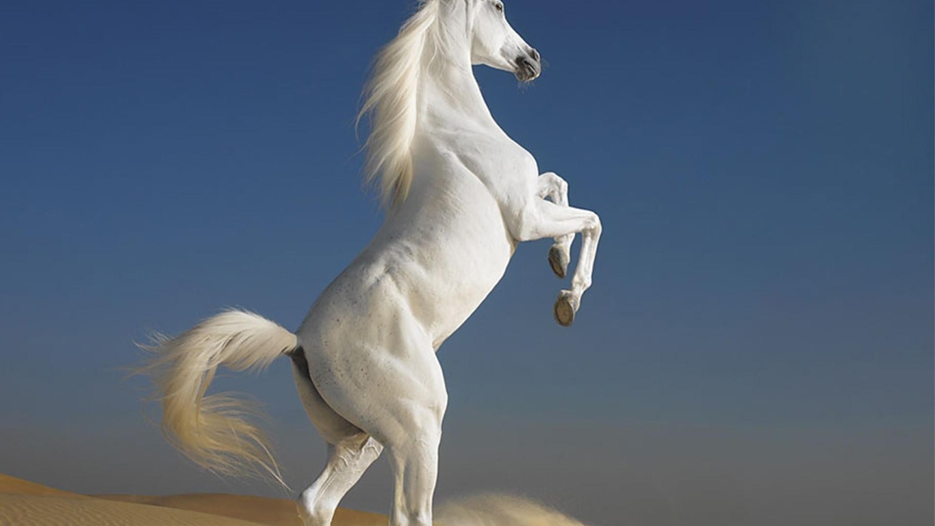 Белый скакун встал на дыбы