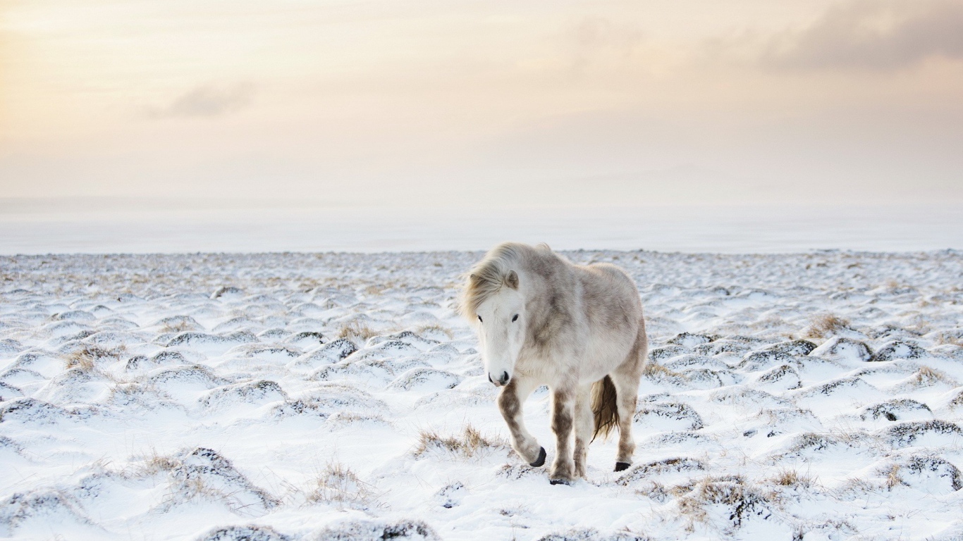Белый пони на заснеженном поле