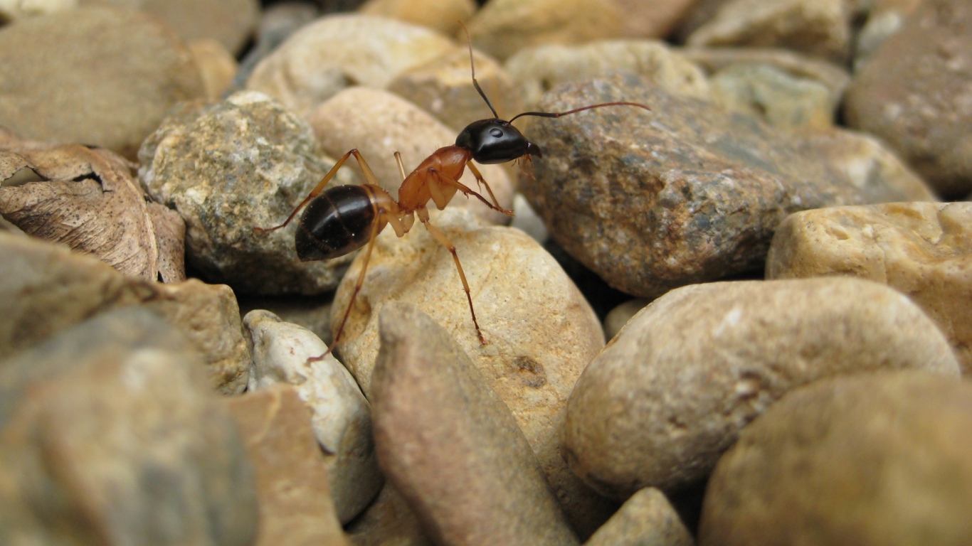 Муравей на камнях