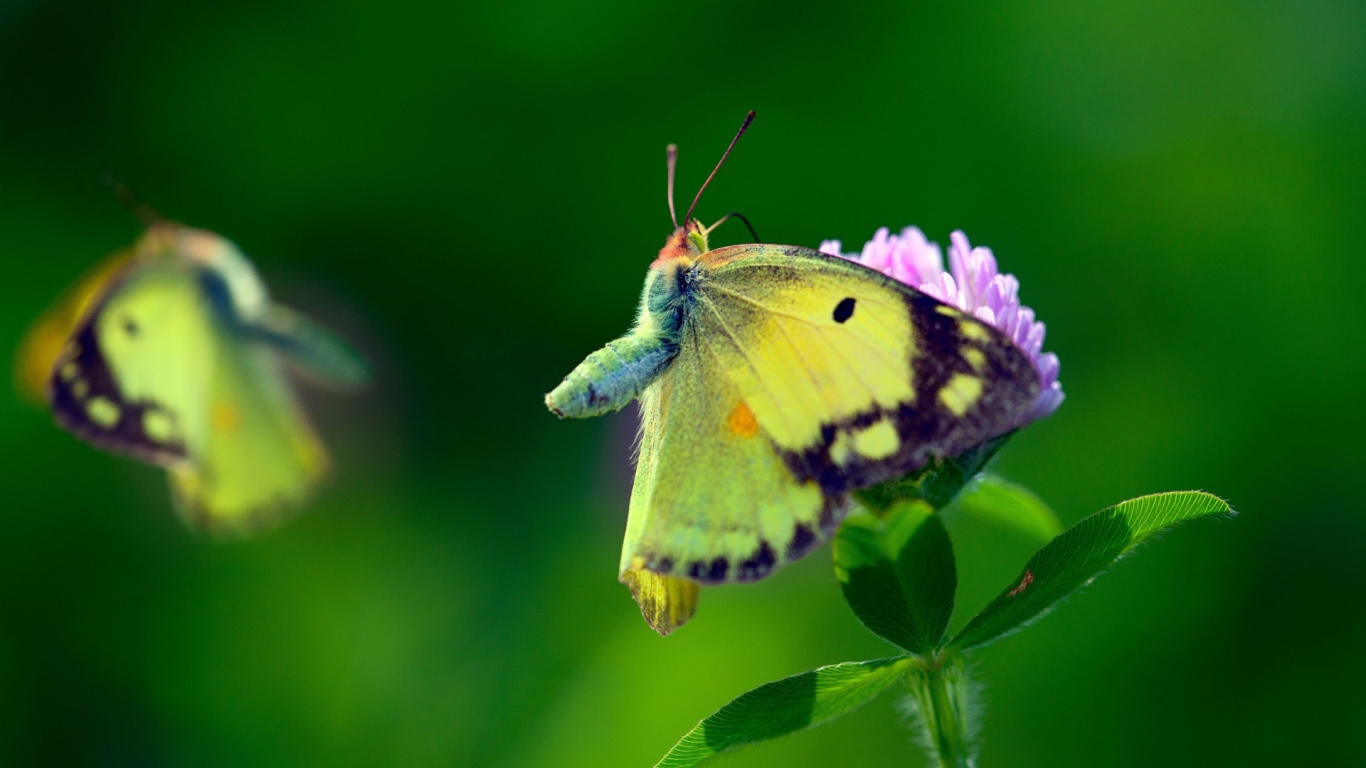 Бабочка с желтыми крыльями на листьях