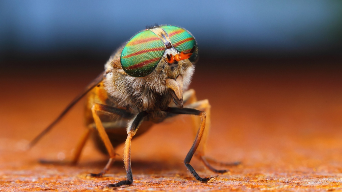 Фото мухи крупным планом