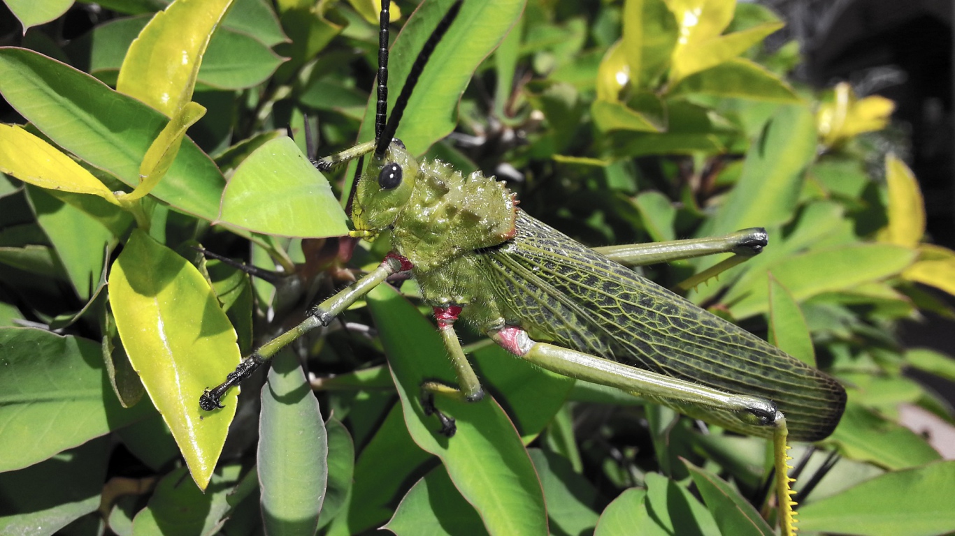 Кузнечик отлично замаскировался