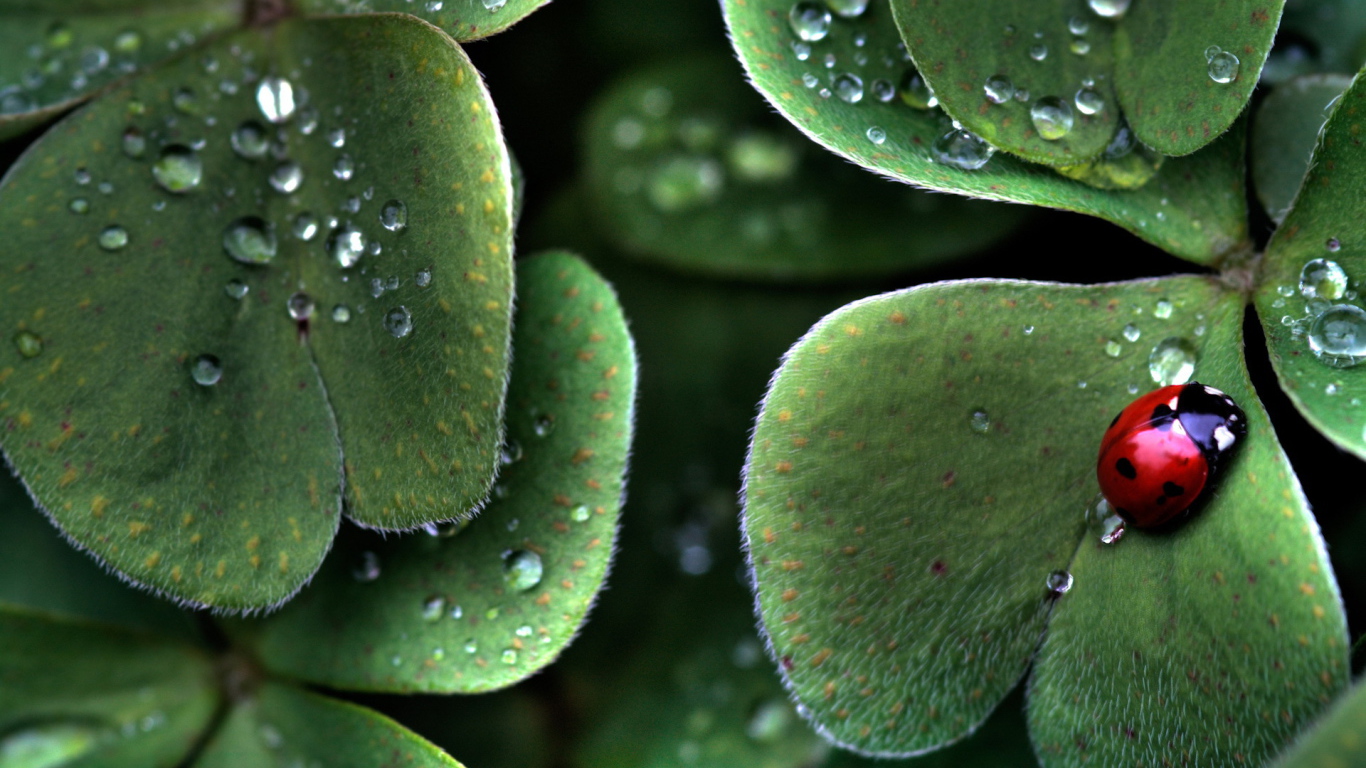 Божья коровка на пушистом листке