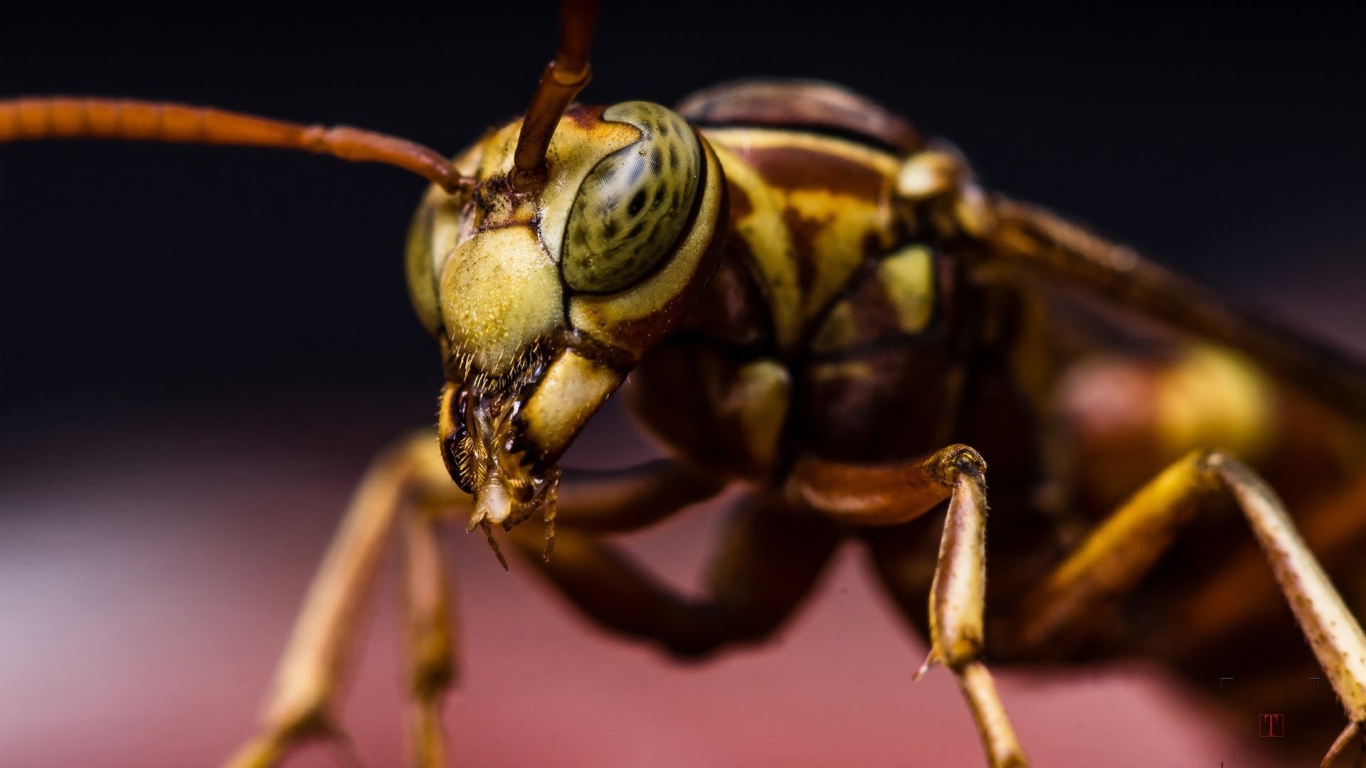 Макро фото насекомого