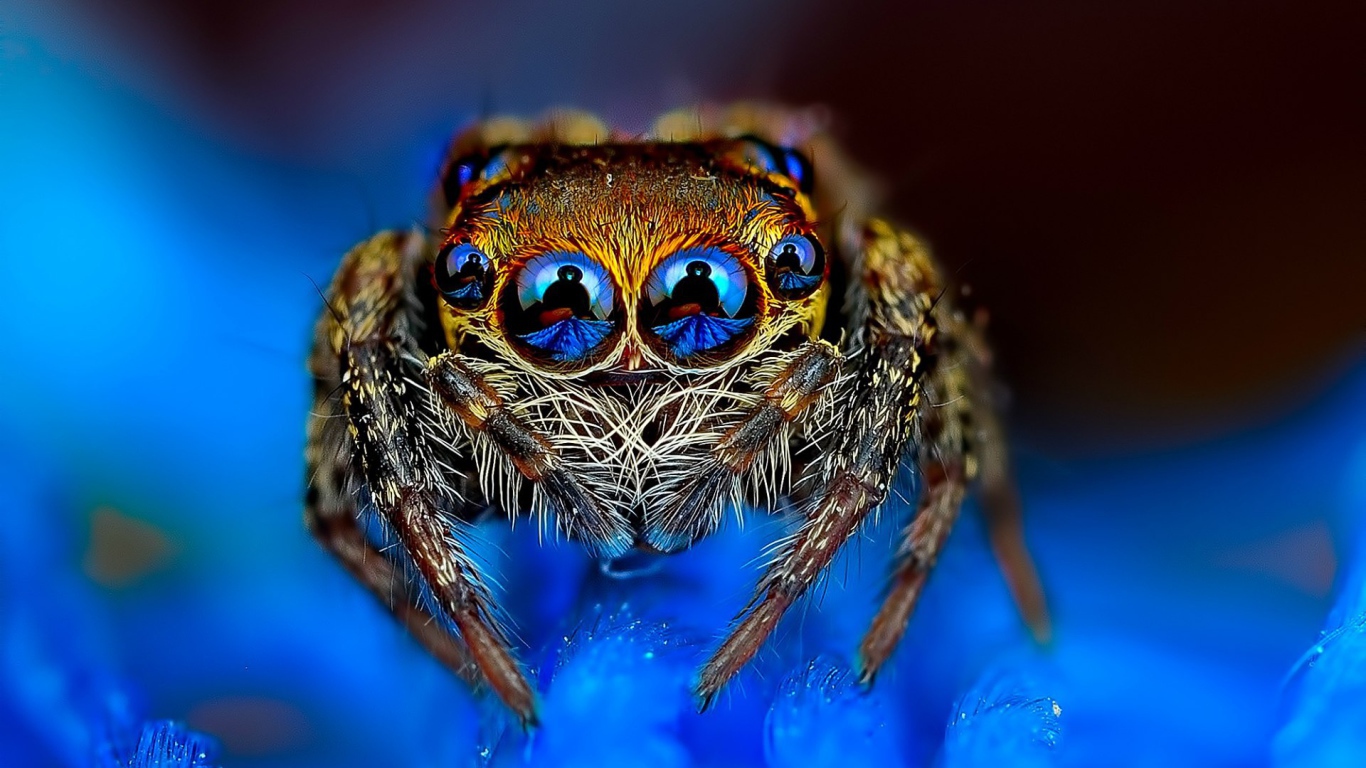 Reflected in the eyes of the spider