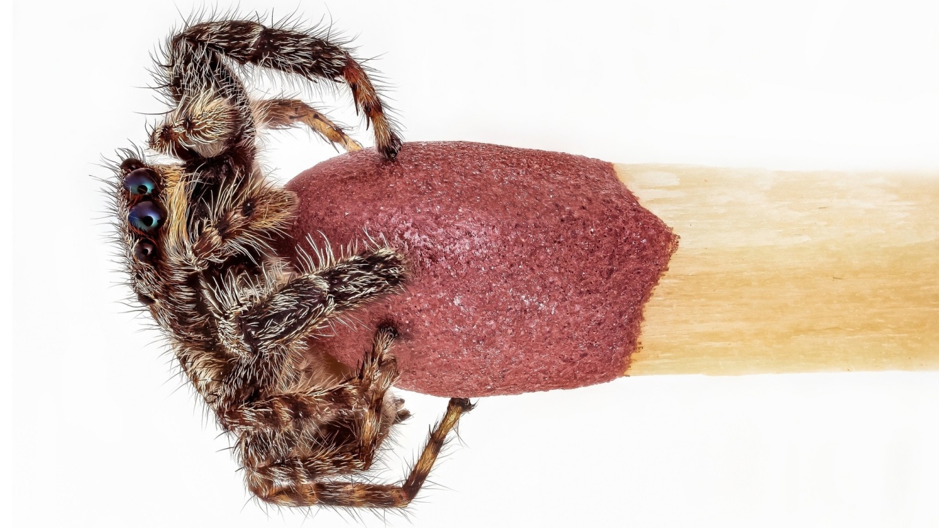 Паук на головке спички