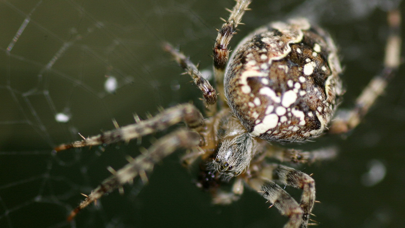 Паук на своей паутине