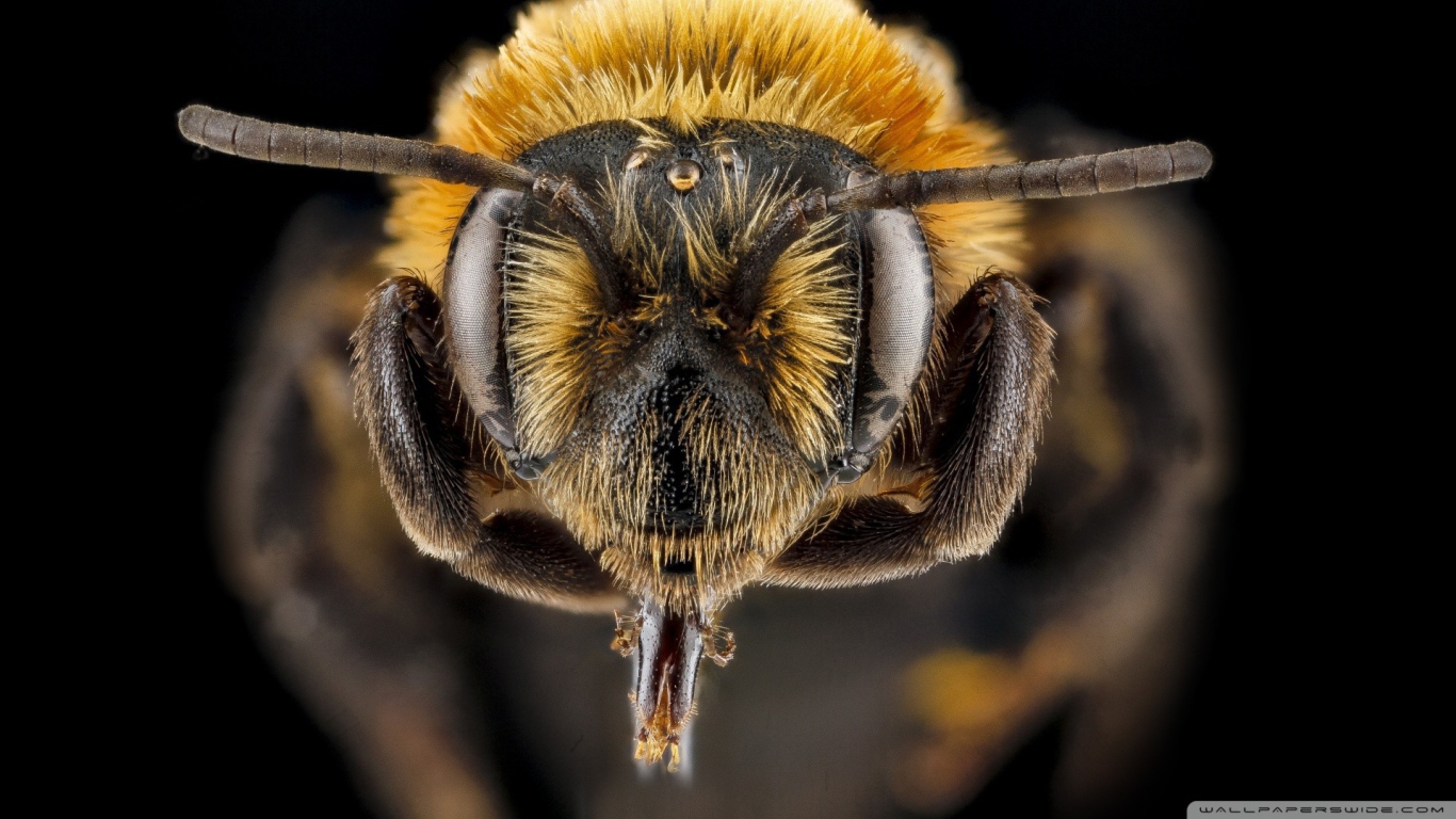 Ростки на голове насекомого