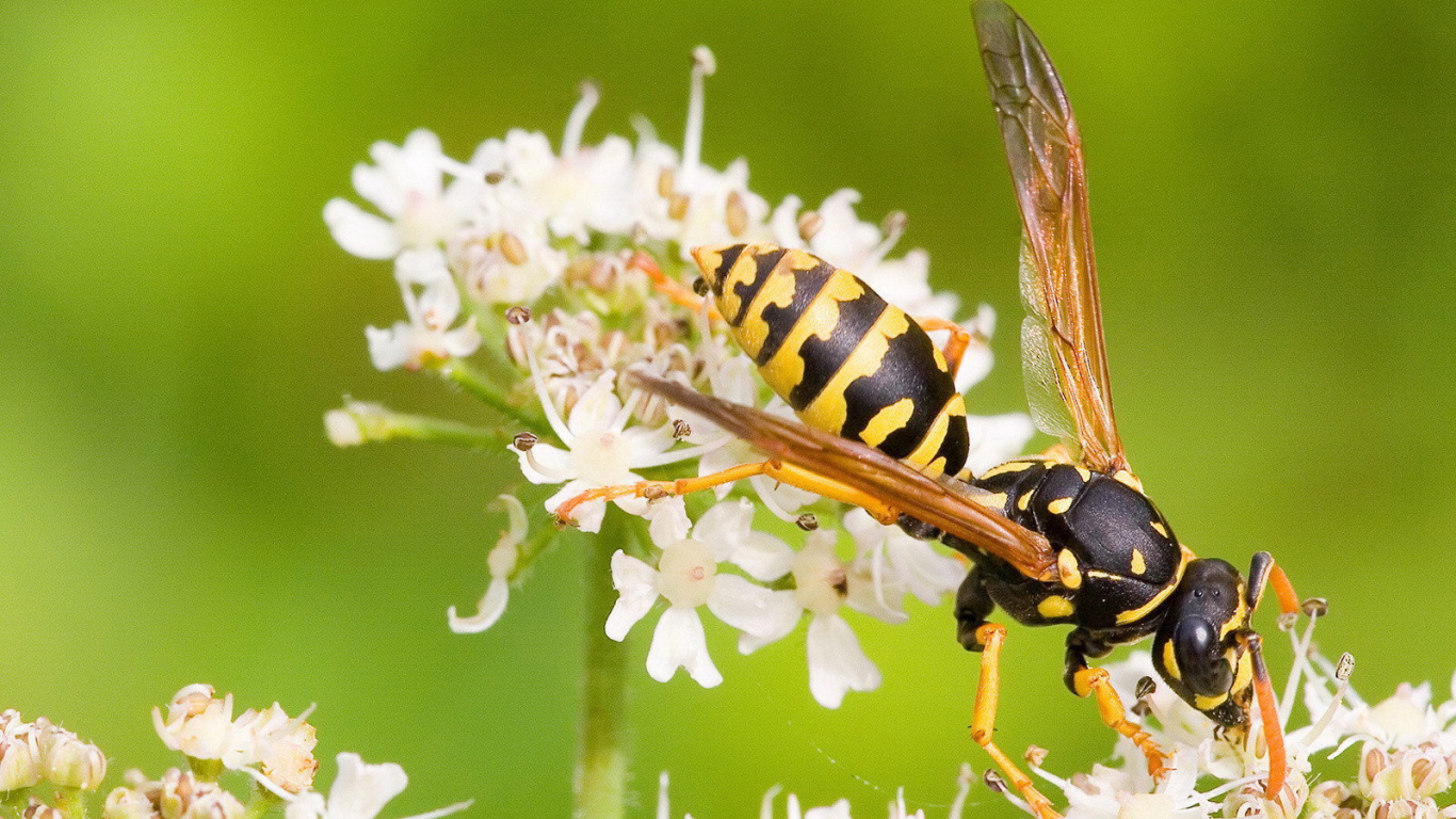 Оса на белом цветке