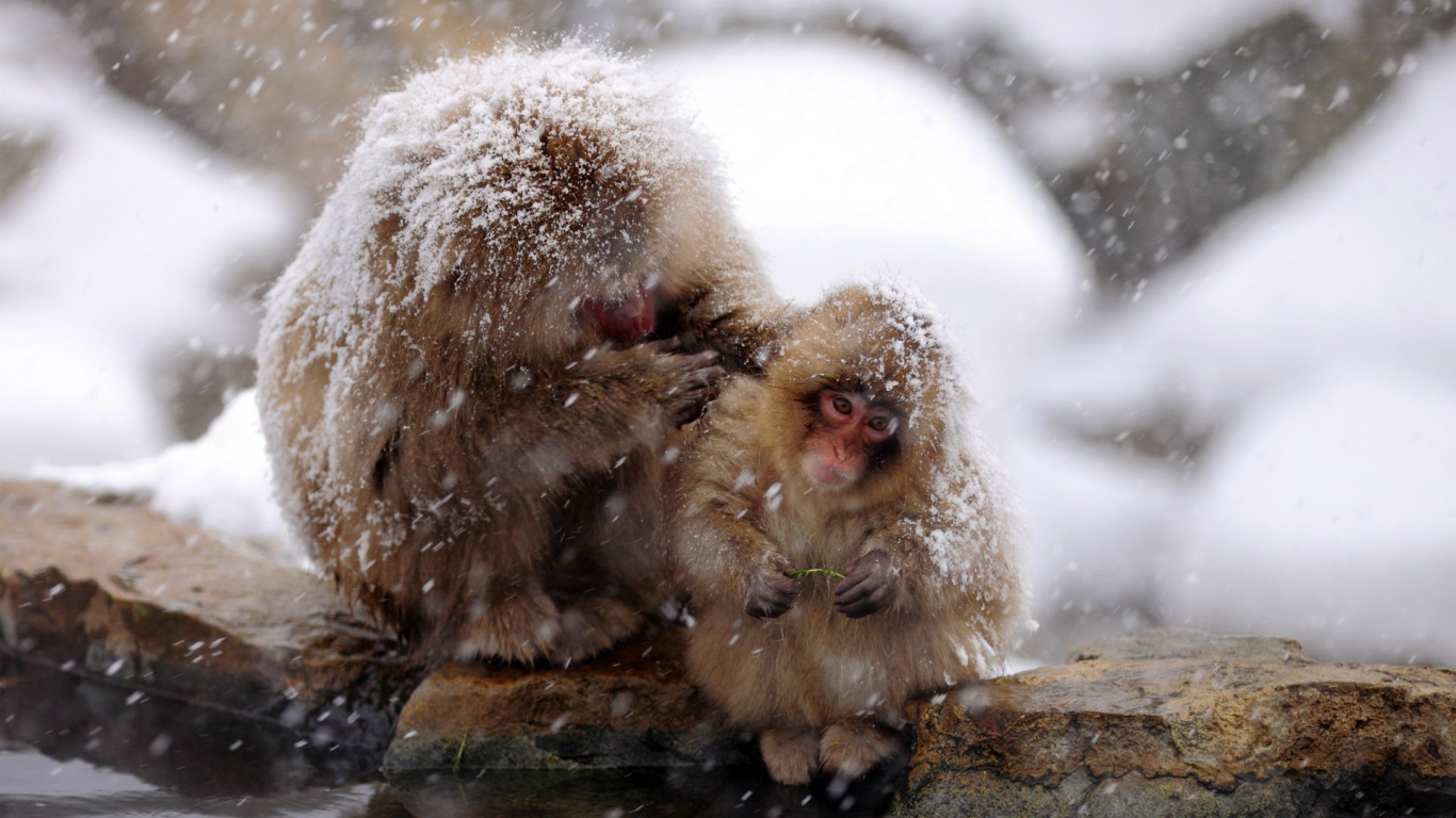 Японские макаки на снегу