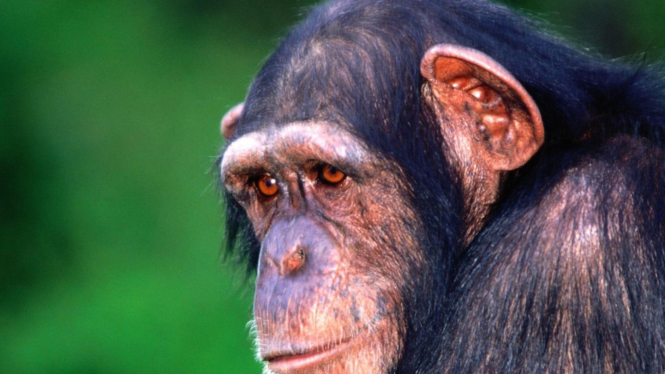 Грустная обезьяна шимпанзе