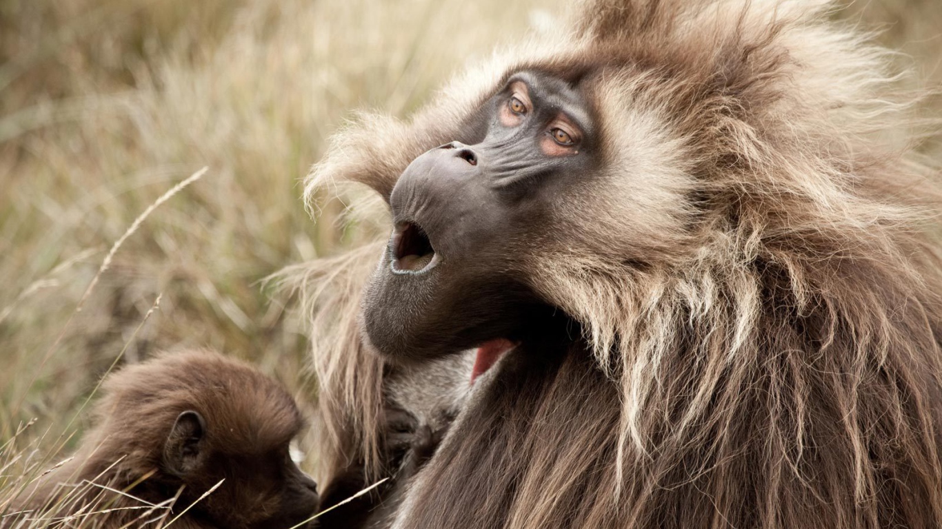 Соло для обезьяны