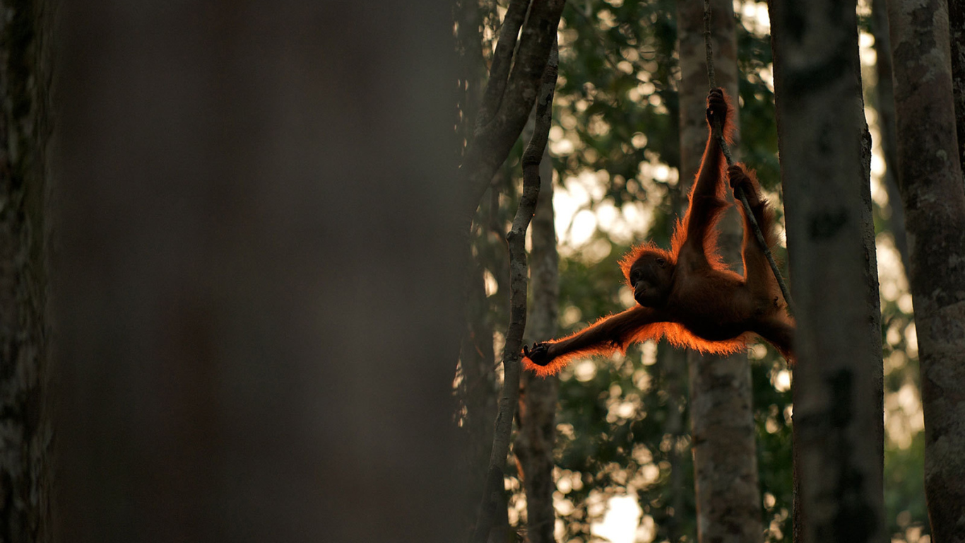 Обезьяна акробат