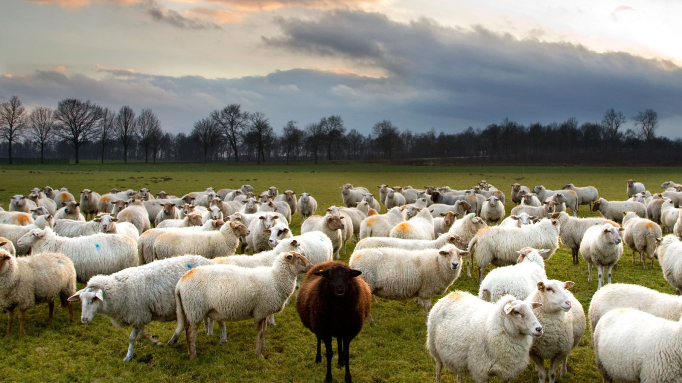 Одна черная овца