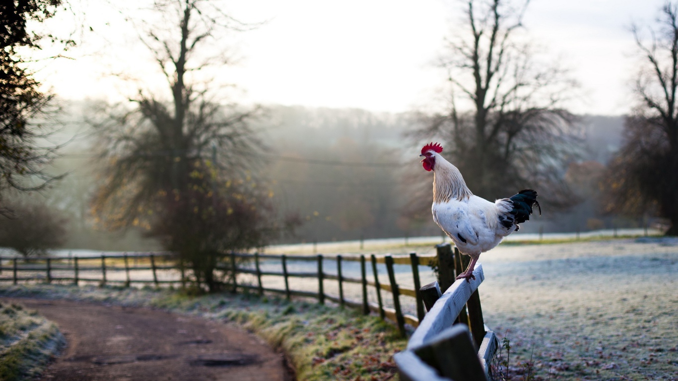 Белый петух на заборе