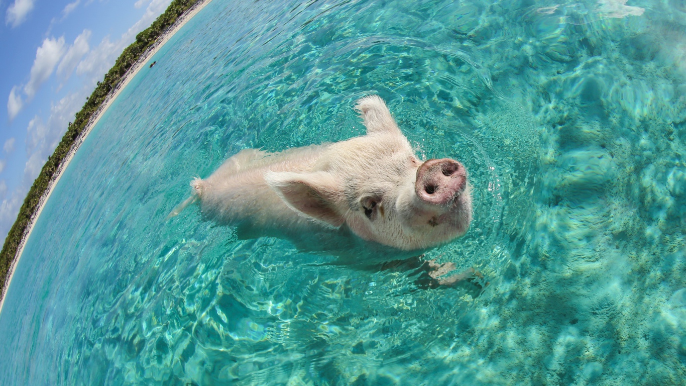 Свинья в море