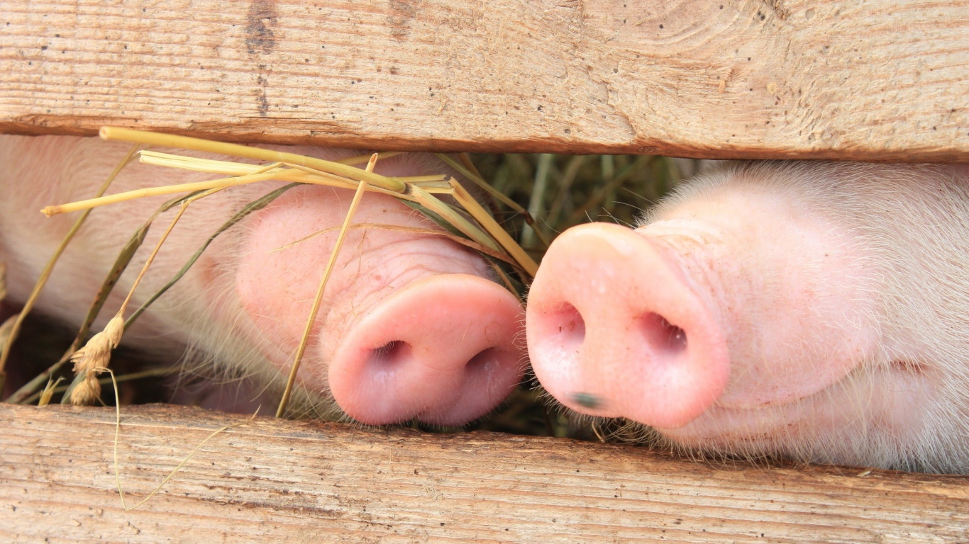 Пятачки двух поросят за забором