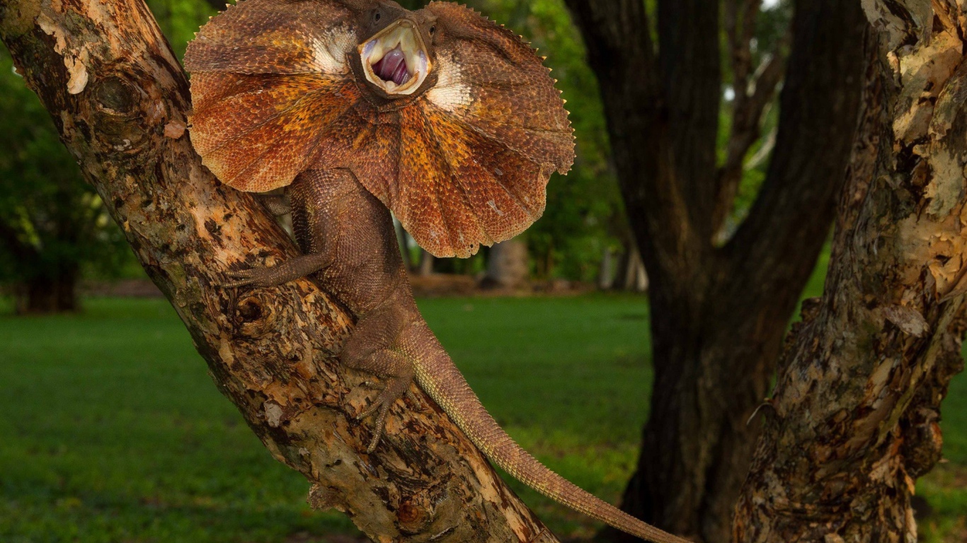 Ящерица с воротником на дереве