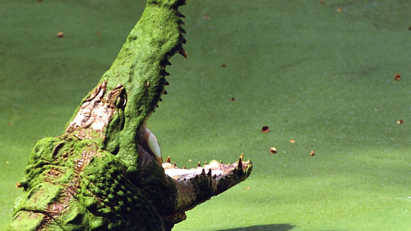 Крокодил на болоте