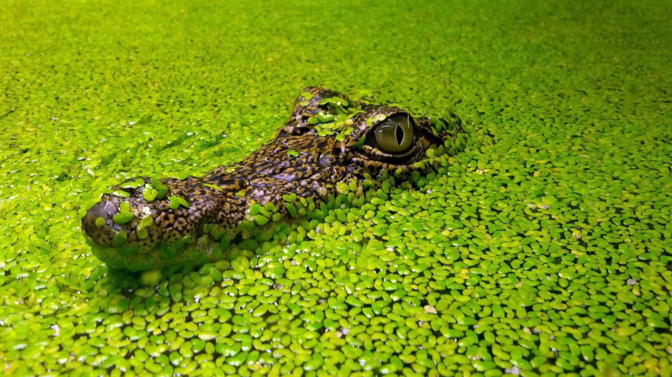 Крокодил маскируется в водных растениях