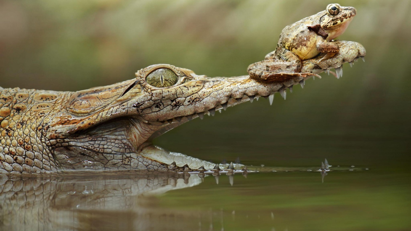 Лягушка на крокодиле