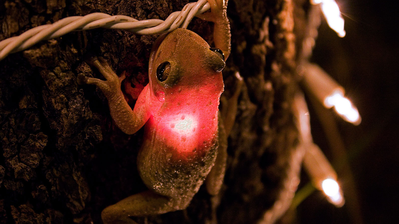Лягушка проглотила лампочку