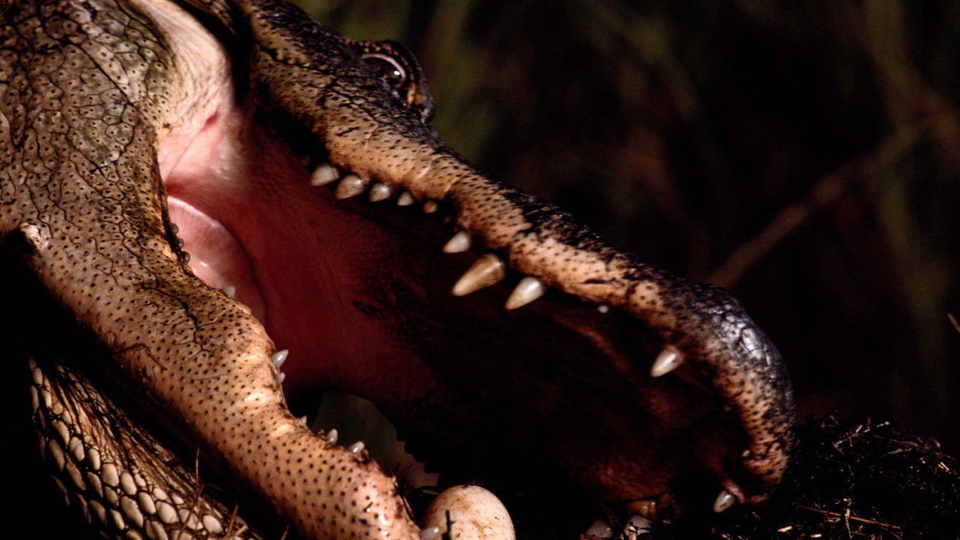 Заботливая мама крокодил