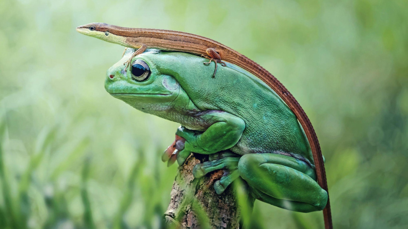 Ящерица верхом на лягушке