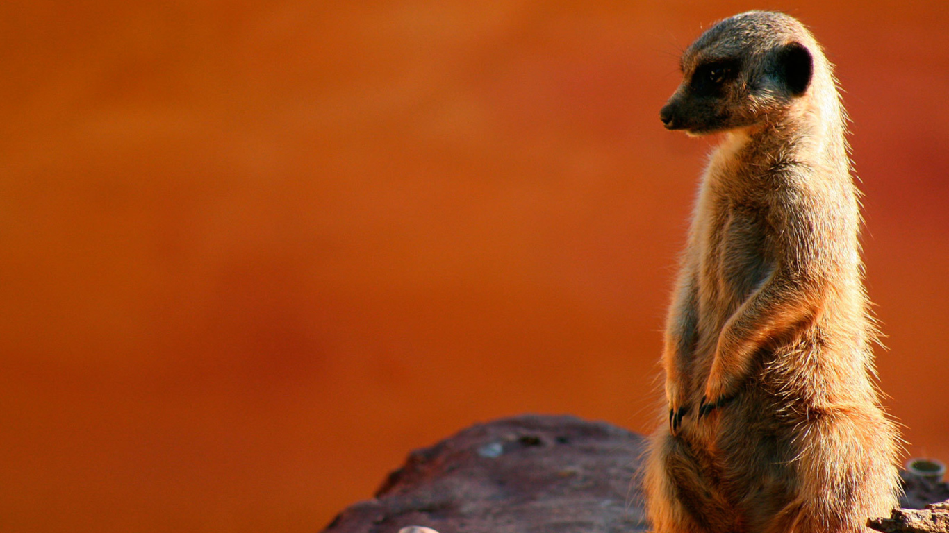 Суслик на посту