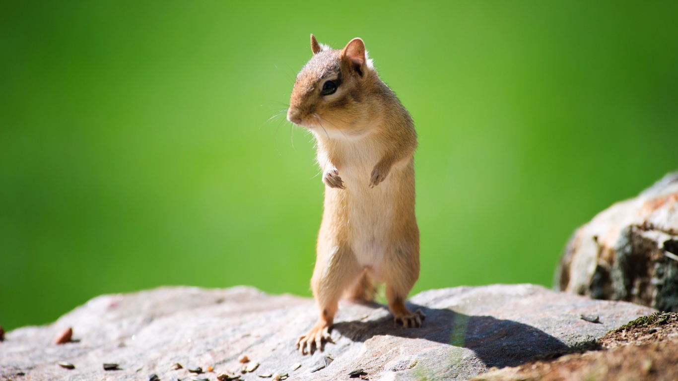 Мышь полевка стоит на задних лапах