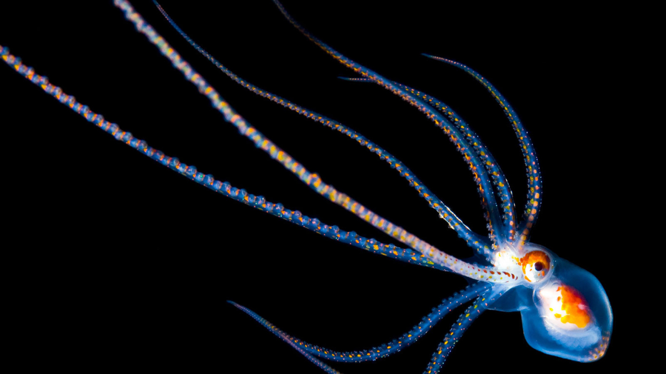 Детеныш осьминога