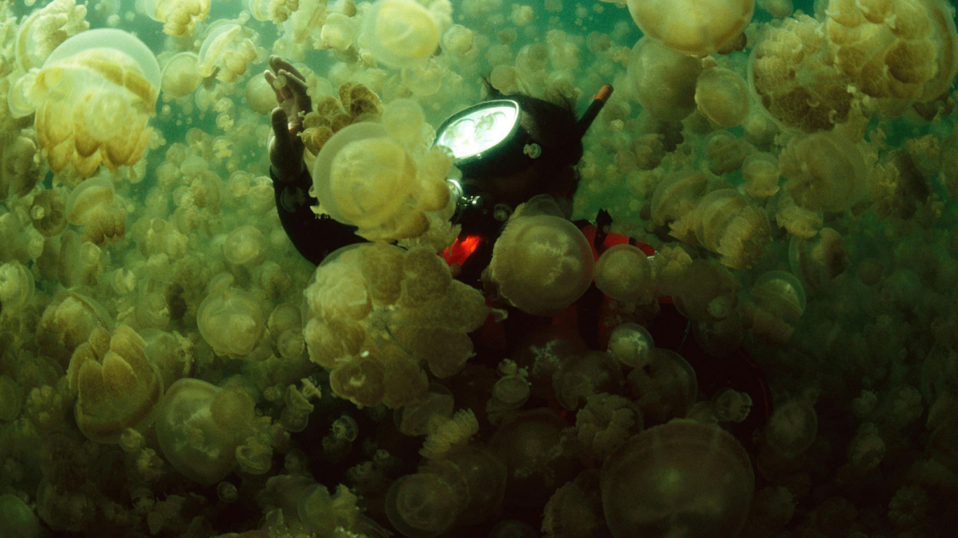 Водолаз в стае медуз