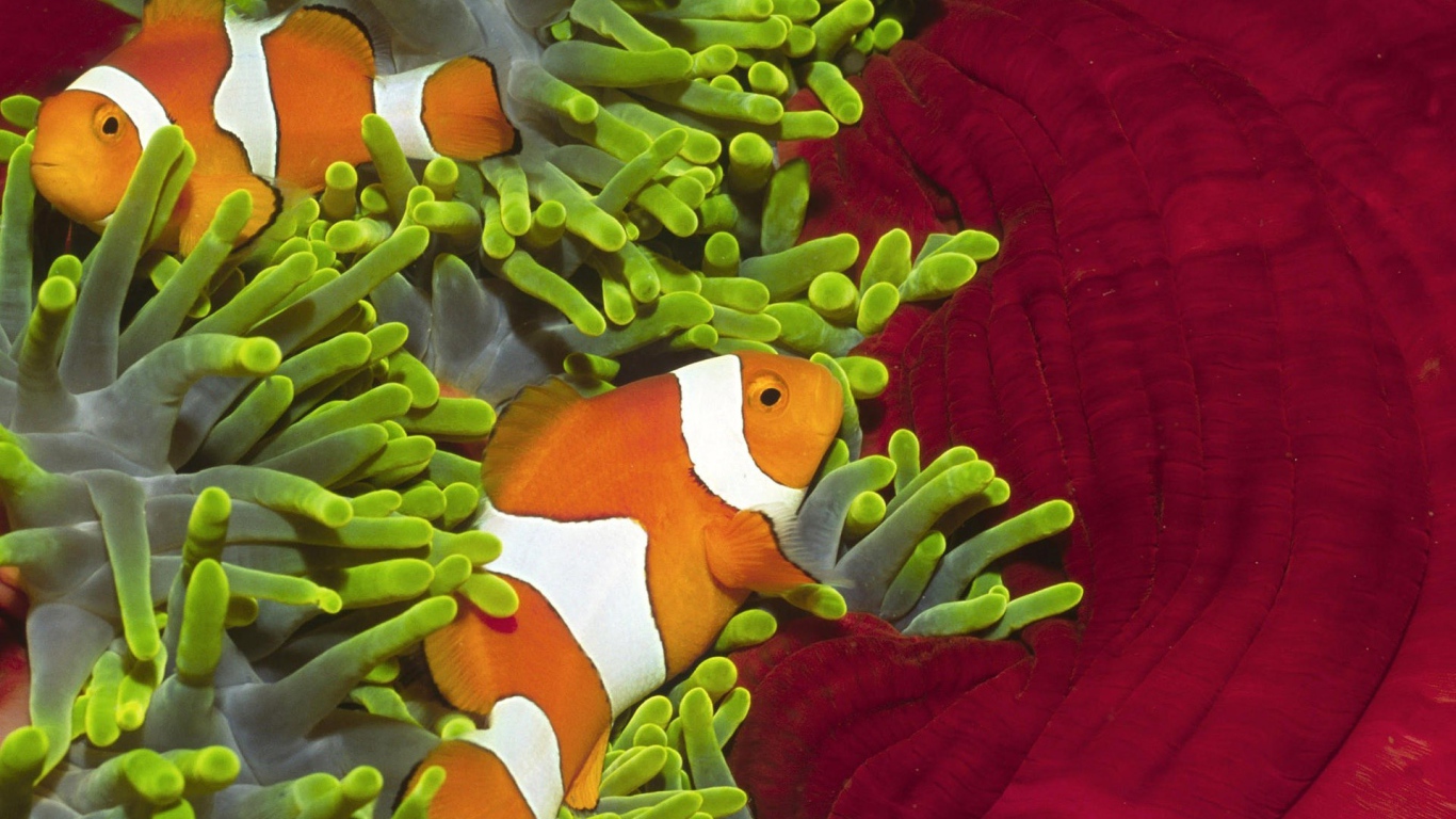 Рыбы среди зеленых анемон