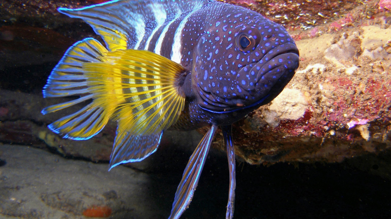 Рыба с желтыми плавниками из тропического моря