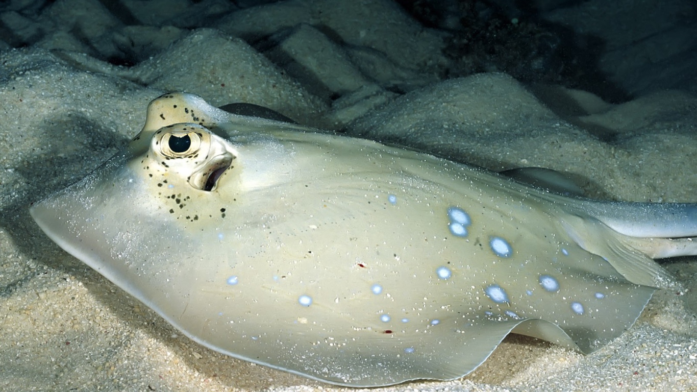 Серый скат на песчаном дне моря