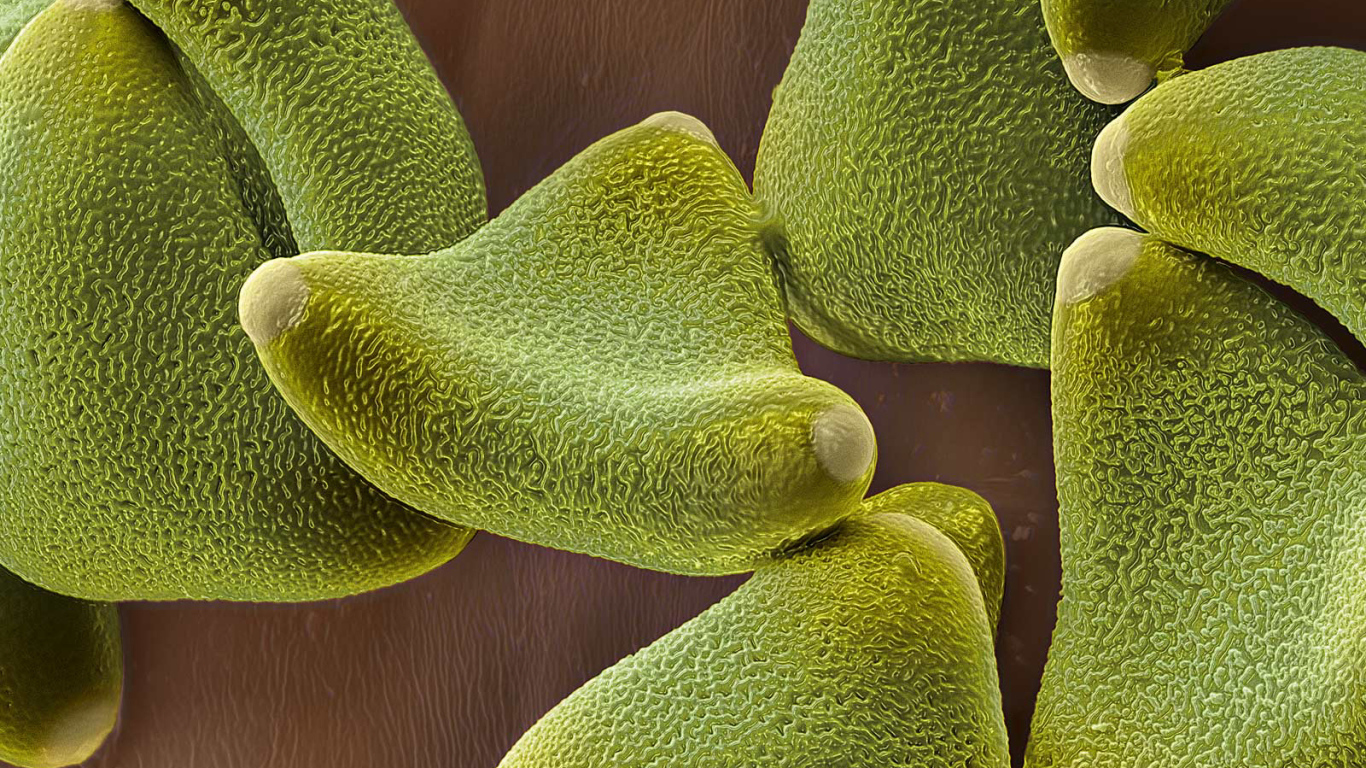 Жизнь под водой