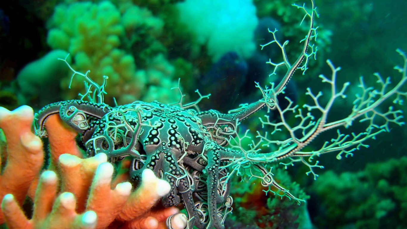 Голожаберный моллюск на коралловом рифе