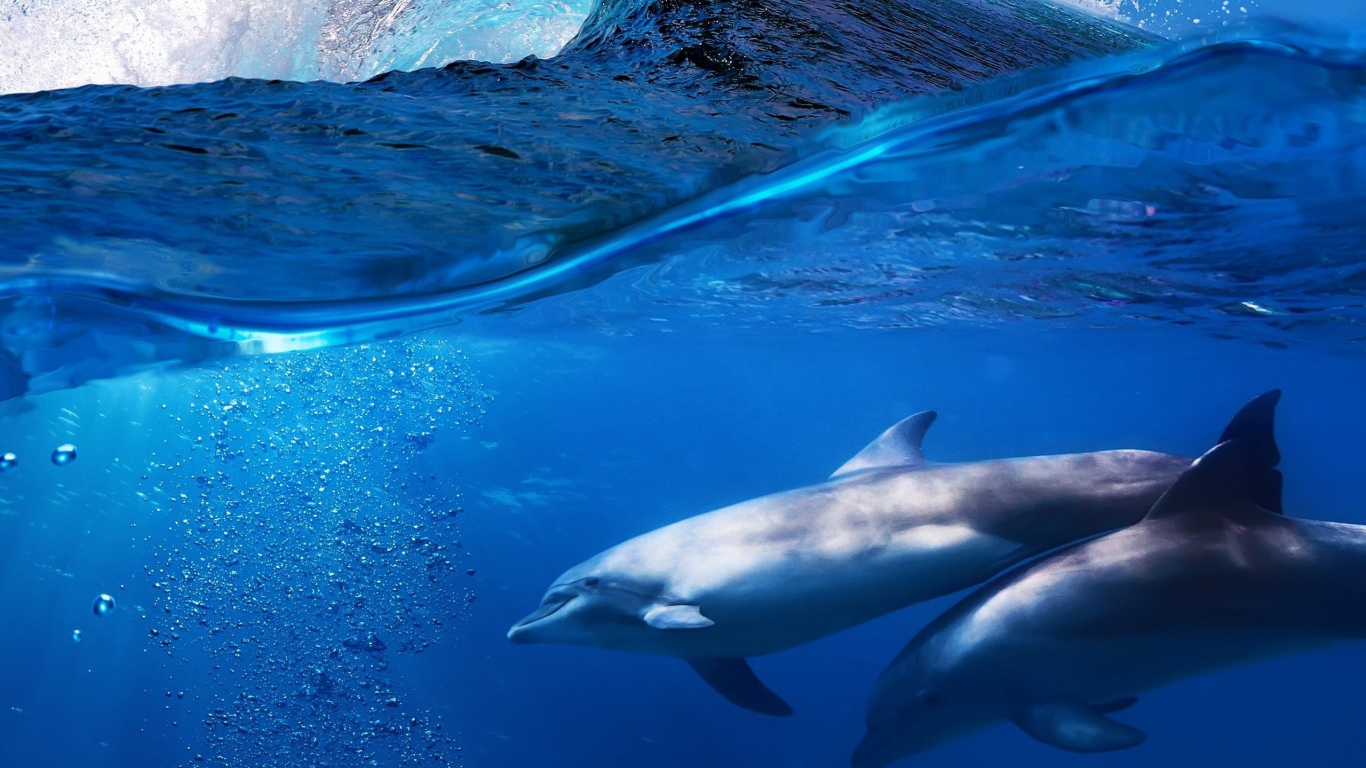 Пара дельфинов под водой