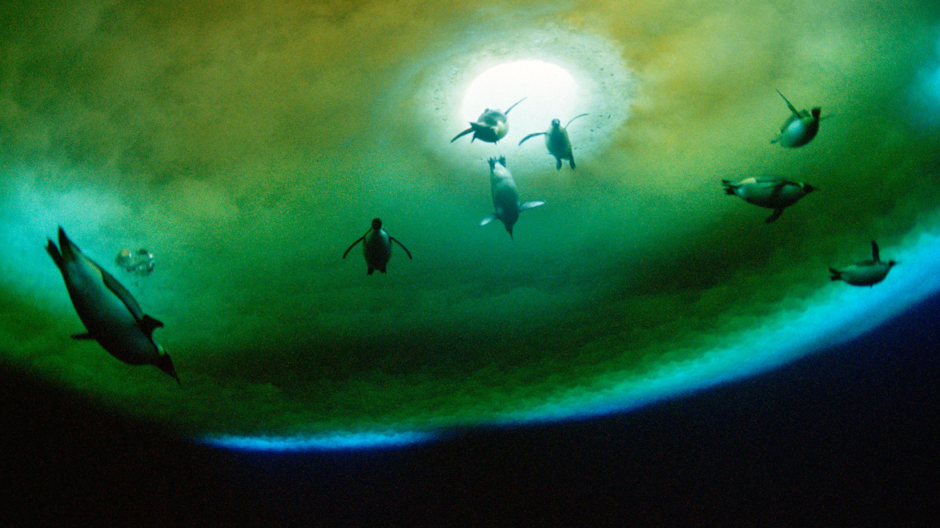 Пингвины около проруби