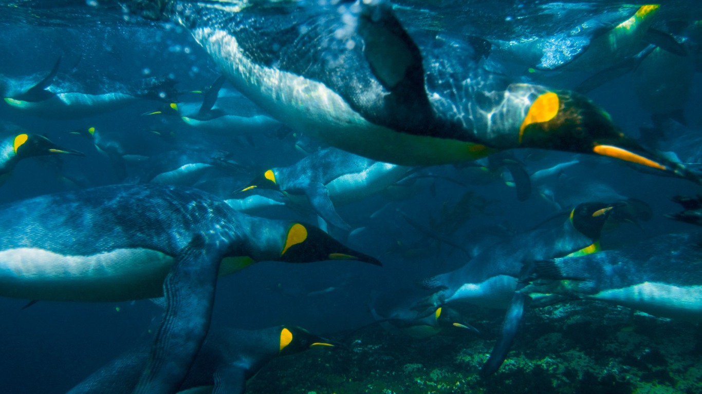 Пингвины ныряют в воду