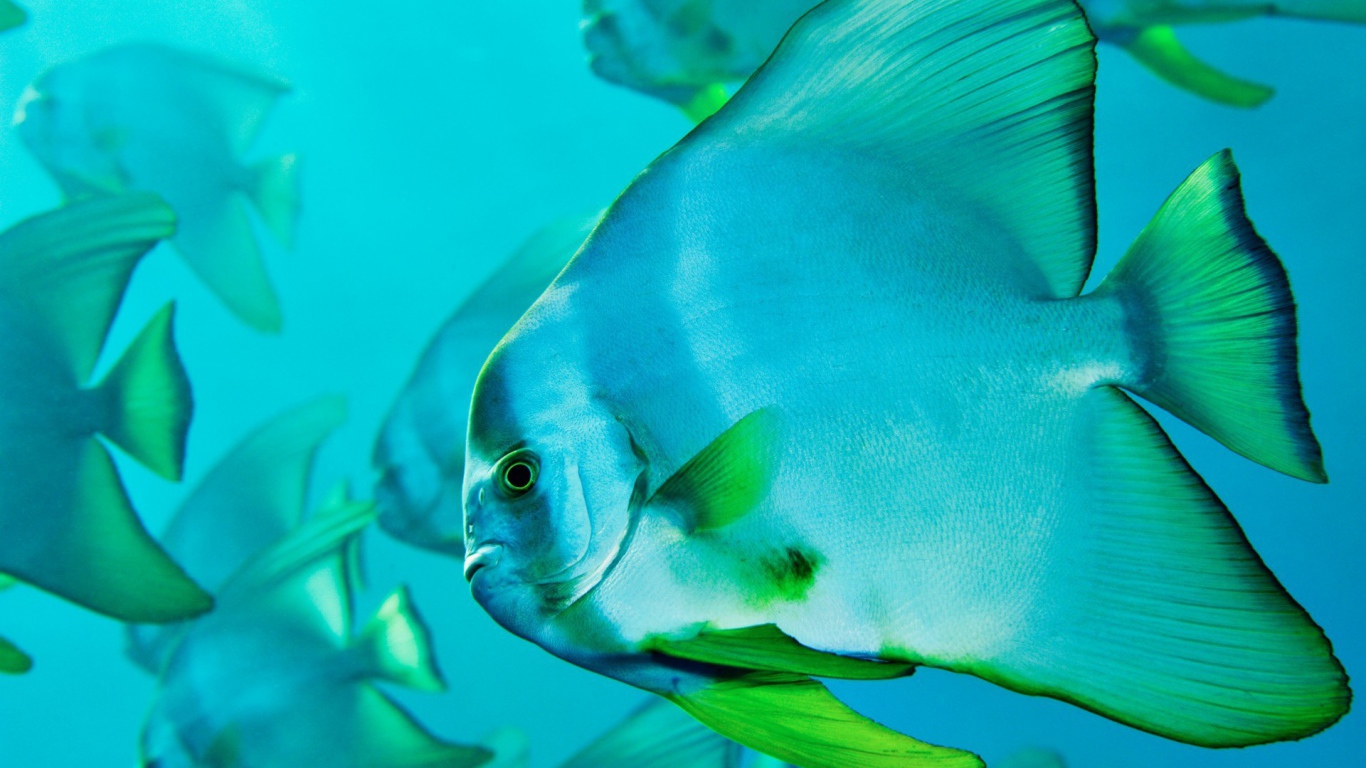 Прозрачная голубая рыба с зелеными плавниками