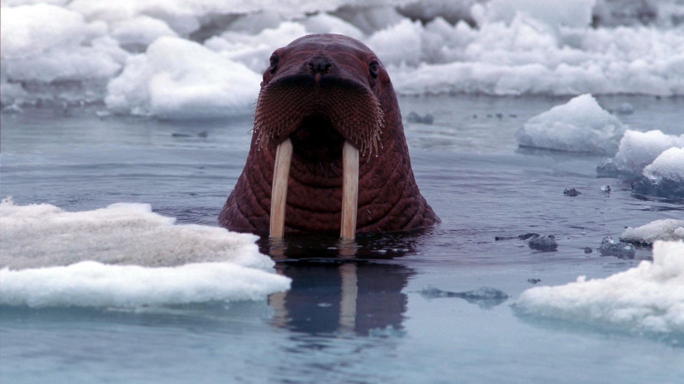 Морж в воде среди льдов