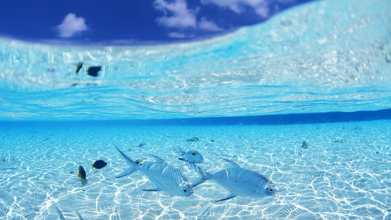 Белые рыбы на мелководье