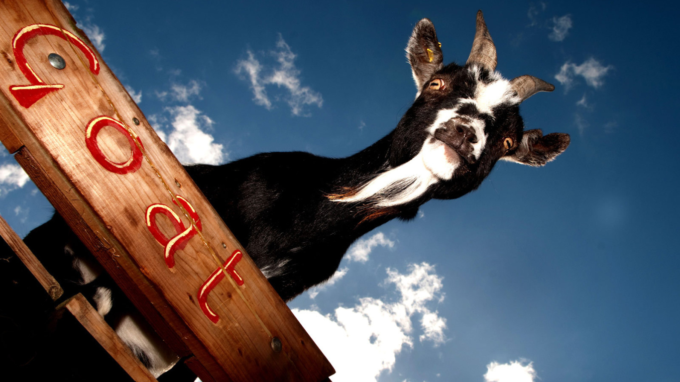 Черный козел