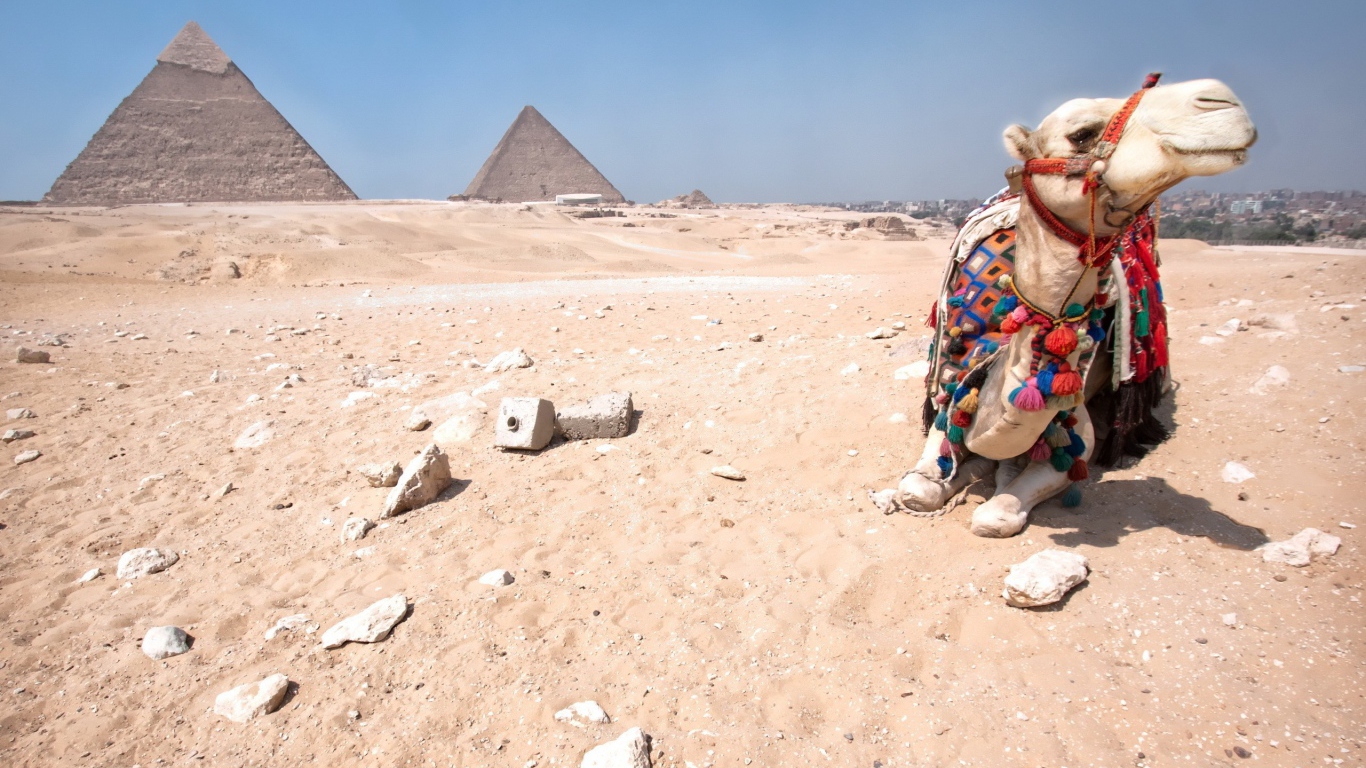 Верблюд отдыхает в Египетской пустыне