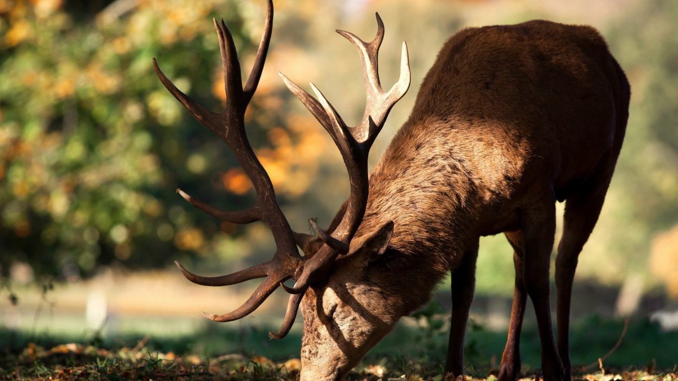 Олень кушает траву